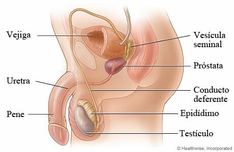 http://prosalud.org.ve/public/userImages/images/Aparato%20reproductor%20masculino.jpg